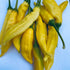 Aji Pineapple